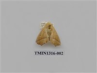 藏品(尺蠖蛾科)的圖片